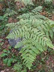 Pteridium pinetorum