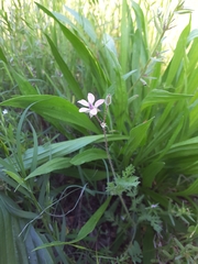Erodium cicutarium