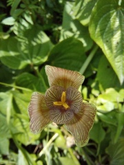 Tigridia vanhouttei