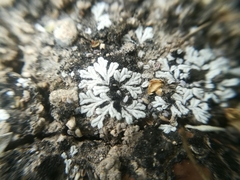 Riccia albida