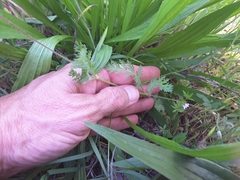 Erodium cicutarium