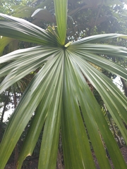 Cryosophila stauracantha