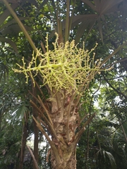 Cryosophila stauracantha