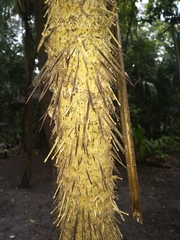 Cryosophila stauracantha