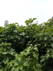 Tithonia tubaeformis