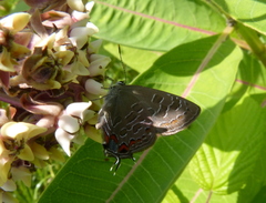 Satyrium liparops