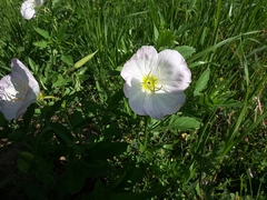 Oenothera speciosa
