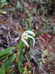 Maxillaria floribunda