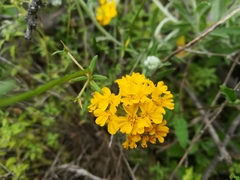 Psilostrophe gnaphalodes