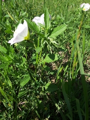 Oenothera speciosa