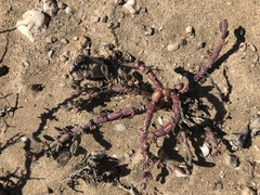 Mesembryanthemum dinteri