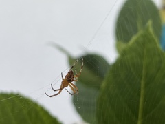 Araneus diadematus