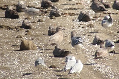 Larus glaucoides thayeri