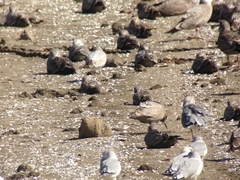 Larus glaucoides thayeri
