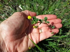 Medicago lupulina