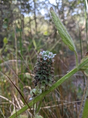 Stachys pycnantha