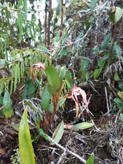 Maxillaria platyloba