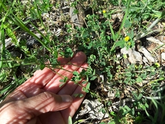 Medicago lupulina