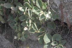 Asarina procumbens