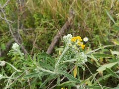 Psilostrophe gnaphalodes