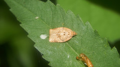 Gnorismoneura