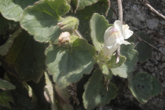 Asarina procumbens