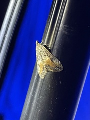 Evergestis subterminalis