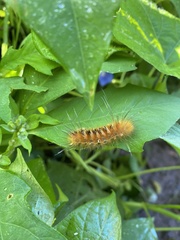 Pygarctia