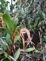 Maxillaria platyloba