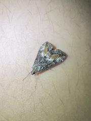 Evergestis subterminalis