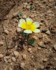 Moraea luteoalba