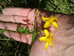 Hypericum undulatum