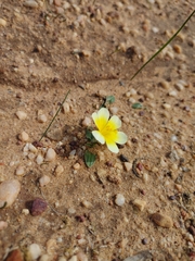 Moraea luteoalba