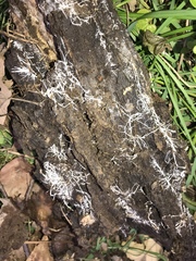 Fungi
