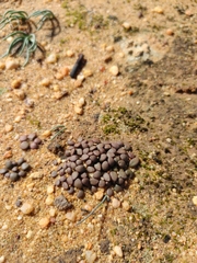 Anacampseros comptonii