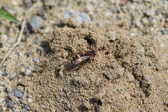 Nomada banksi