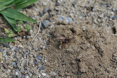 Nomada banksi