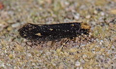 Tinea niveocapitella