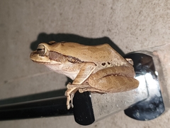 Polypedates maculatus