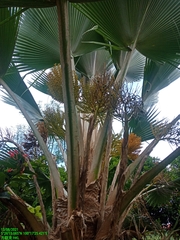 Pritchardia beccariana