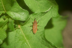 Lixus impressiventris