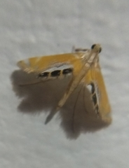 Nymphicula trimacula