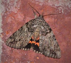 Catocala umbrosa