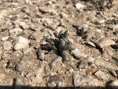 Euphorbia stapelioides