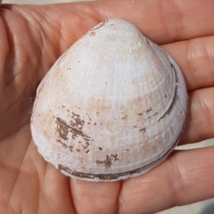 Laevicardium crassum