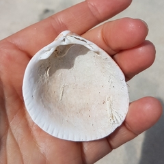 Laevicardium crassum