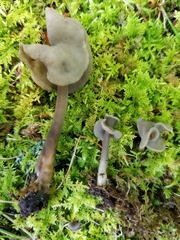 Helvella atra