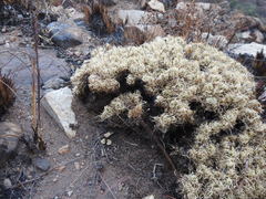 Psammotropha myriantha