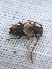 Pogonocherus hispidus