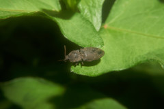Agrypnus binodulus coreanus